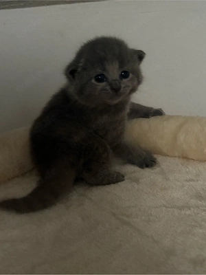 Reinrassige BKH kitten 