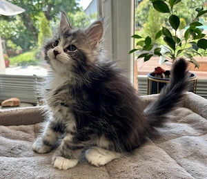 XL Maine Coon Kitten (m)   silver black