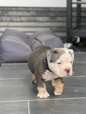 Old English Bulldog 