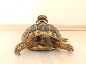 Griechische Landschildkröten, THB, Nachzuchten aus dem Sommer 2025