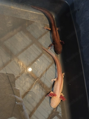Axolotl zu verkaufen 