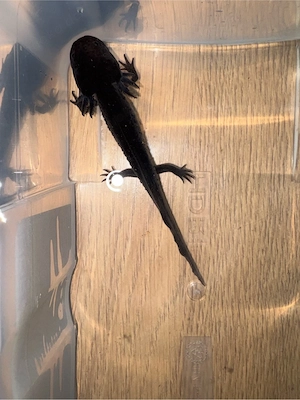 7 Axolotl 