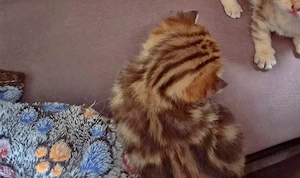 Zwei seltene BKH Kitten 