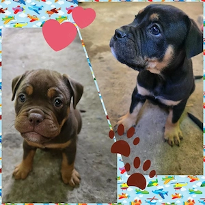 Old English Bulldog Welpen 