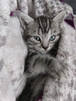 Süße BKH+Maine Coon Mix abzugeben