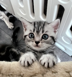 Kitten Reinrassig Whiskas Stammbaum Black Silver Tabby Classic 