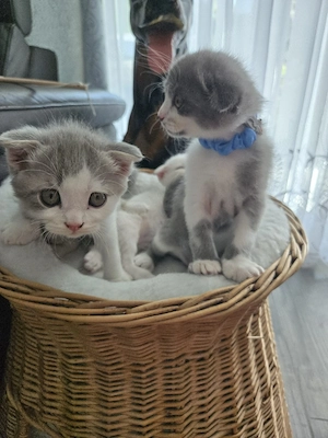Kitten suchen liebevolles zuhause 