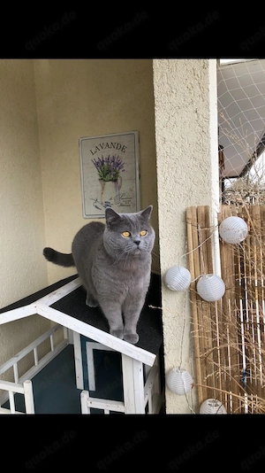 BKH Deckkater blau B mit Stammbaum (kein Verkauf)