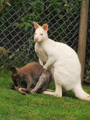 Bennett Känguruböcke, Wallaby Känguru