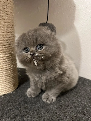 BLH Kitten Katze britische langhaare