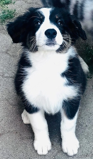 Australian Shepherd welpen 