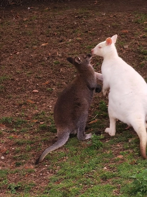 Bennett Känguruböcke, Wallaby Känguru Bild 2