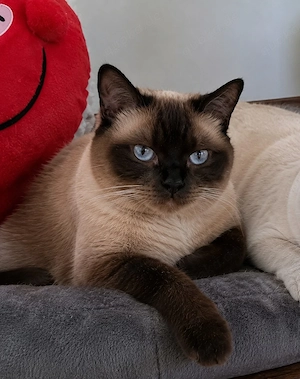 BKH-Mix Katze
