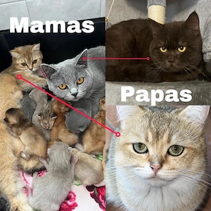 Wunderschöne BKH Kitten in Verschiedenen Farben