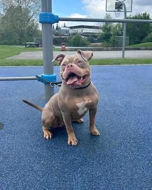 American Pocket Bully Hündin Lilac Tricolor  3 jahre sehr verschmusst 