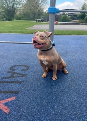 American Pocket Bully Hündin Lilac Tricolor  3 jahre sehr verschmusst 