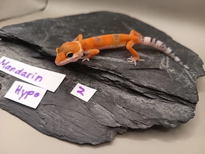 Leopardgecko Nachzuchten 0.1 Blizzard, Tangerine, Hypo & weitere
