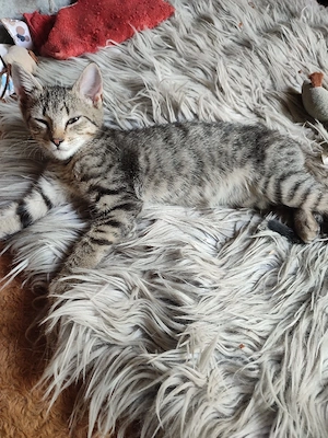 Katzenbaby's  Heilige Birmamix  Abgabebereit!