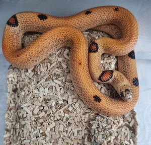 Königsnatter Lampropeltis Magmaking Hybriden Reservierungen für Hamm 12.09