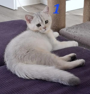 BKH-Kitten  Kätzchen 