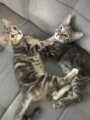 Maine Coon Mischlingskitten 
