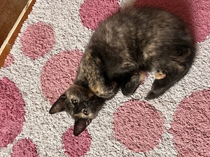 katzenbabys ab sofort abzugeben