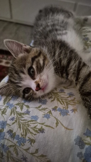 katzenhause
