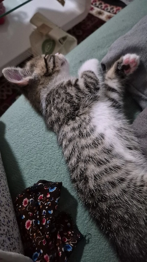 katzenhause