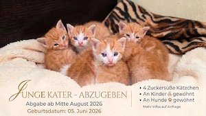 Junge Kater abzugeben