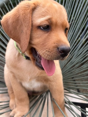 Labrador Welpen 