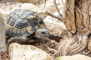 Griechische Landschildkröte männlich 2008, Testudo hermanni hermanni