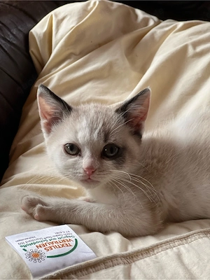  6 zuckersüße, unkomplizierte Kitten suchen ein liebevolles Zuhause!
