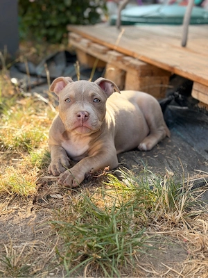 American Bully Welpe 11 Wochen