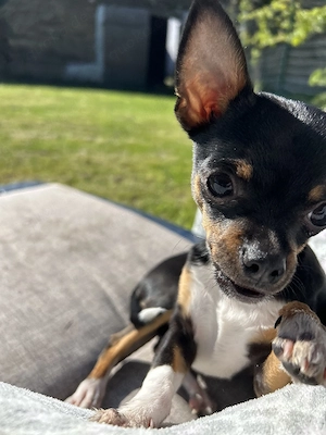 Mini Chihuahua Rüde sucht liebevolles Zuhause 
