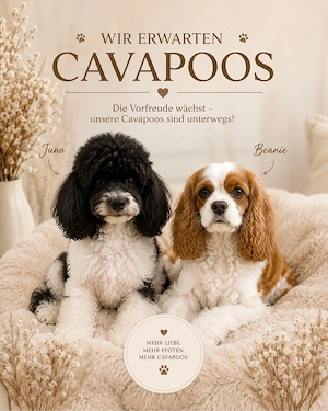 Voranmeldung für unsere F1 Cavapoo-Welpen 