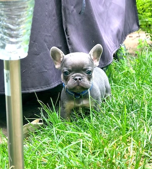 Französische bulldogge Welpen 