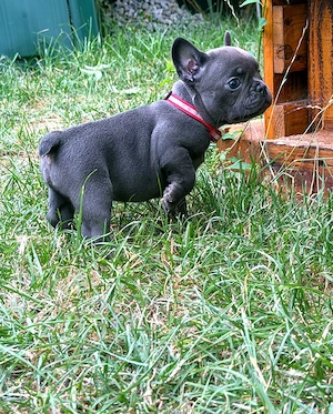 Französische bulldogge Welpen 