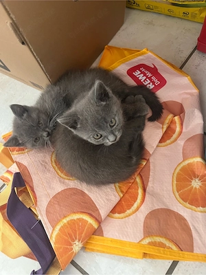 Katzenbabys British Kurzhaar 