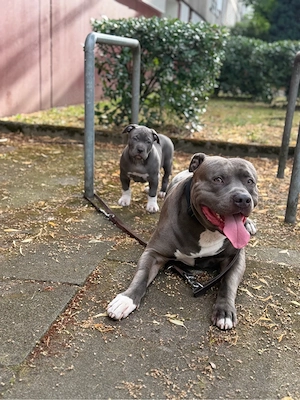2 American-Bully-Welpen sind ab dem 17.07. bereit für ihr neues, liebevolles Zuhause.