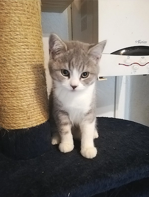 BKH-Kitten
