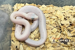 Kornnattern NZ und adult - Palmettos, Opal, Red Factor Mimosa Ghost