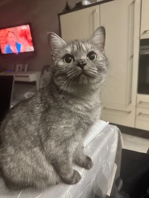 unsere geliebte BKH-Katze sucht ...