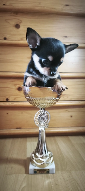 Chihuahua-Welpe (Rüde) 