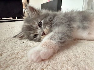 Main Coon Kitten ohne Papiere 