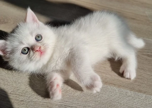BKH Britisch Kurzhaar Katzenbaby