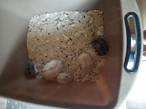3 dsungarische Zwerghamster abzugeben 
