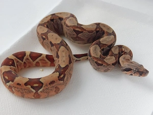 2.0 Boa constrictor imperator |IMG het. VPI+ Snow | Kaiserboa Jungtiere abzugeben!