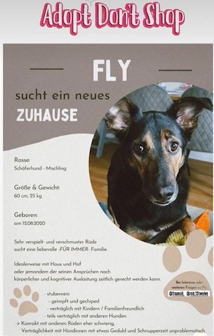 Hund sucht sein für immer Zuhause 
