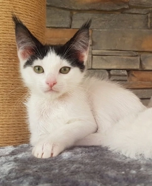 Europäisch Kurzhaar     Mainecoon Mischlinge 