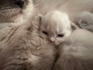 Reinrassige Ragdollkitten